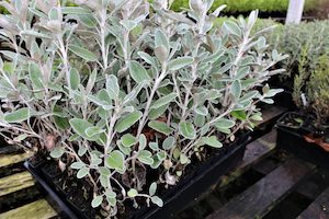 Nursery (flower, shrubs, ornamental trees): Brackyglottis greyii x 30 Landscape Grade