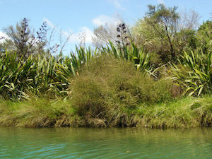 Plagianthus divaricatus x 30 Landscape Grade