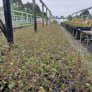 Plagianthus regius Ribbonwood x 30 Landscape Grade