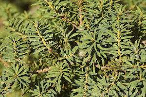 Podocarpus laeatus (Halls) x 42 Wholesale Grade