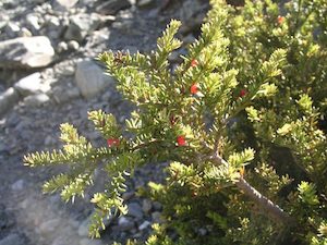 Podocarpus nivalis Alpine Totara x 30