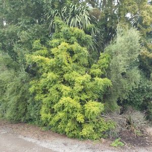 Nursery (flower, shrubs, ornamental trees): Podocarpus totara Aurea x 30 Landscape Grade