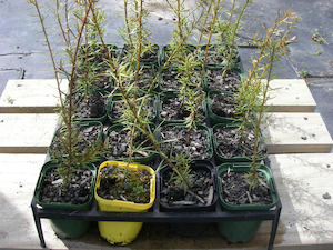 Podocarpus totara x 30 Landscape Grade