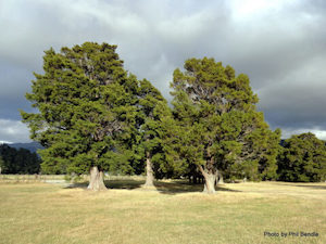 Podocarpus totara x 42 Wholesale Grade