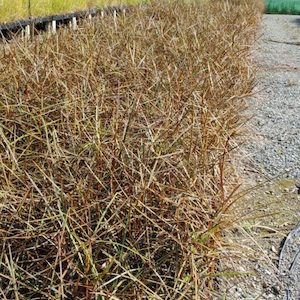 Nursery (flower, shrubs, ornamental trees): Pseudopanax crassifolius x 30 Landscape Grade