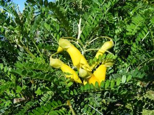 Sophora ‘Dragons Gold’ x 30 Landscape Grade