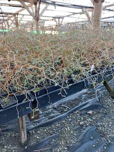 Sophora microphylla x 30 Landscape Grade