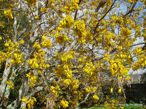 Sophora microphylla x 42 Wholesale Grade