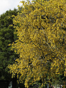 Sophora tetraptera x 10 Landscape Grade