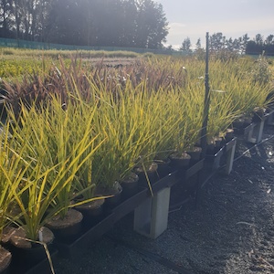 Nursery (flower, shrubs, ornamental trees): South Island Only.Cordyline australis x 50 3.5L Large Grade