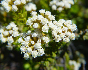 Ozothamus vauvilliersii x 10 Landscape Grade