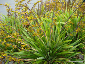 Phormium cookianum. Mountain Flax x 30 Landscape Grade