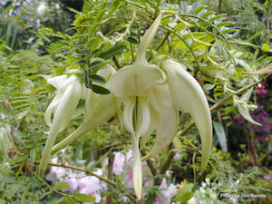 Clianthus puniceus alba (white kaka beak) x 10