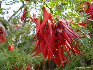 Nursery (flower, shrubs, ornamental trees): Clianthus puniceus Rosea (Red kaka beak) x 10