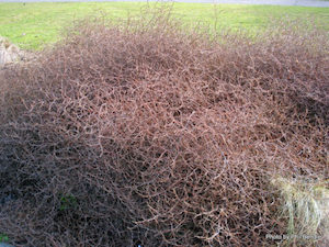 Coprosma acerosa ‘Red Rocks’ x 10 Landscape Grade