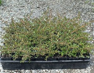 Nursery (flower, shrubs, ornamental trees): Coprosma Dark Cloud x 30 Landscape Grade