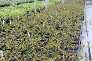 Nursery (flower, shrubs, ornamental trees): Coprosma kirkii x 10 Landscape Grade