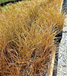 Nursery (flower, shrubs, ornamental trees): Carex flagellifera x 10 Landscape Grade