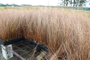 Carex buchananii x 10 Landscape Grade