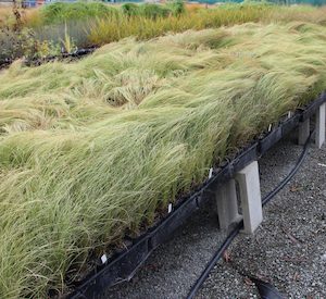 Nursery (flower, shrubs, ornamental trees): Carex comans Green x 30 Landscape Grade