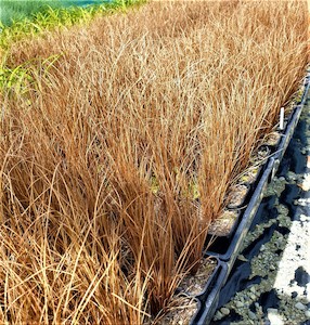 Carex comans Red x 10 Landscape Grade