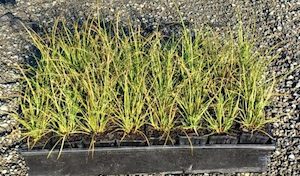 Nursery (flower, shrubs, ornamental trees): Carex dipsacea x 30 Landscape Grade