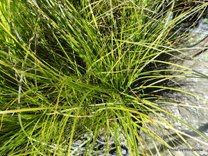 Carex moarica x 10 Landscape Grade Grade Grade