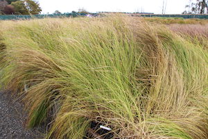 Carex Secta x 420 Landscape Grade