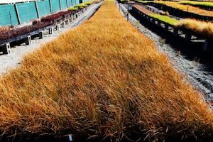 Carex testacea x 30