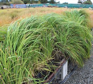 Nursery (flower, shrubs, ornamental trees): Carex Trifida x 10 Landscape Grade