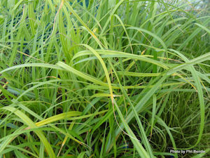 Carex trifida x 30 Landscape Grade