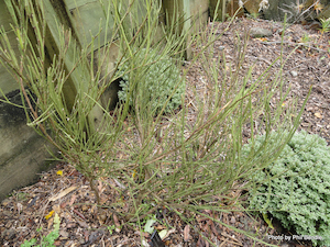 Carmichaelia australis x 10 plants