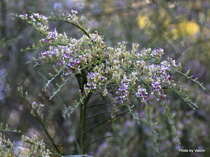 Carmichaelia odorata x 10 Landscape Grade