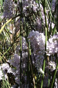 Nursery (flower, shrubs, ornamental trees): Carmichaelia stevensonii x 10