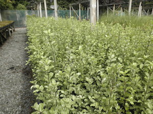 Pittosporum tenuifolium Black Matipo x 420 Landscape Grade