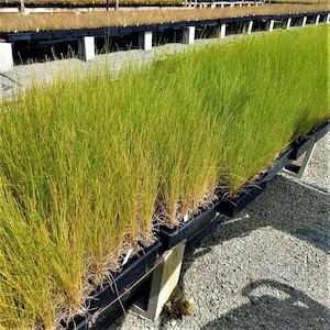 Nursery (flower, shrubs, ornamental trees): Poa cita Silver Tussock 7cm pot. 42 Plants per ctn