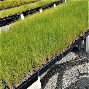 Poa cita Silver Tussock 7cm pots 600 Plants