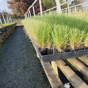 Poa cita Silver Tussock 9cm pot x 30 New Seasons