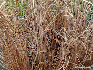 Carex buchananii x 42 7 cm pot