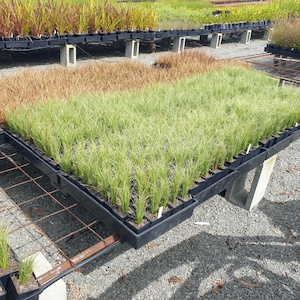 Nursery (flower, shrubs, ornamental trees): Carex comans Green x 42. 7cm pots