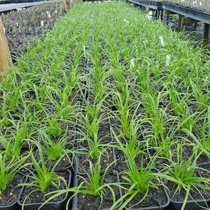 Carex Trifida x 42. Pot 7cm