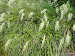 Chionochloa flavicans x 10. 9cm Pot Miniture Toitoi