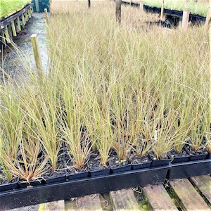 Chionochloa rubra x 10. 9cm Pot Red Snow Tussock