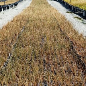 Chionochloa rubra x 30. 9cm Pot Red Snow Tussock