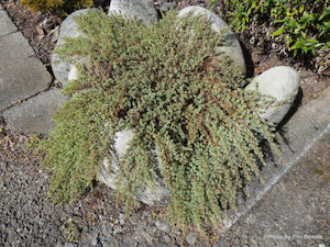 Pimelea prostrata x 10 Landscape Grade