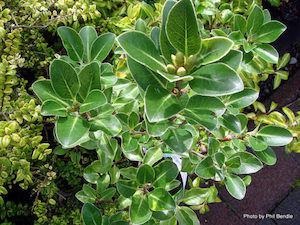 Pittosporum ‘Stephens Island’ x 10 Landscape Grade Plants