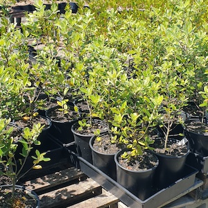 Pittosporum crassifolium Karo x 50 Large Grade