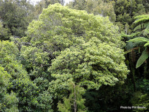 Pittosporum eugenioides Lemonwood x 10 Landscape Grade