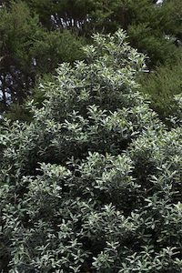 Nursery (flower, shrubs, ornamental trees): Pittosporum ralphii Karo x 10 Landscape Grade