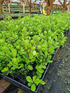 Nursery (flower, shrubs, ornamental trees): Pittosporum ralphii Karo x 30 Landscape Grade